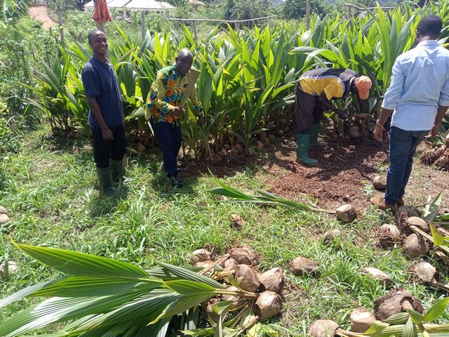 MCE uprooting free coconut seedlings for farmers