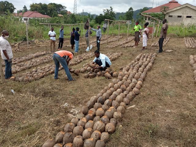 nursing of coconut copra under PERD