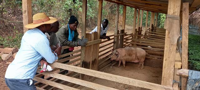 Visit to a farmer using improved pig housing