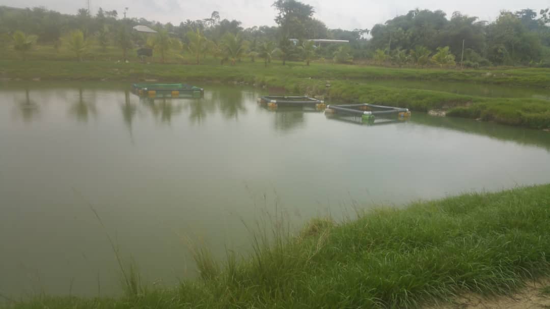 Integrated Fish Farming at Kyekyewere-John Coffie Farms-Potential Fish Farming in the Municipality